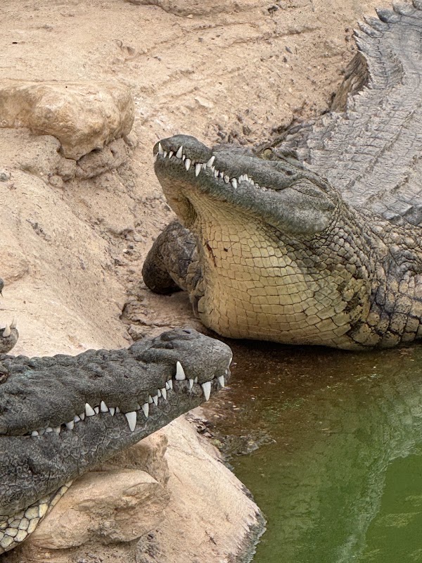 Crocoparc 2