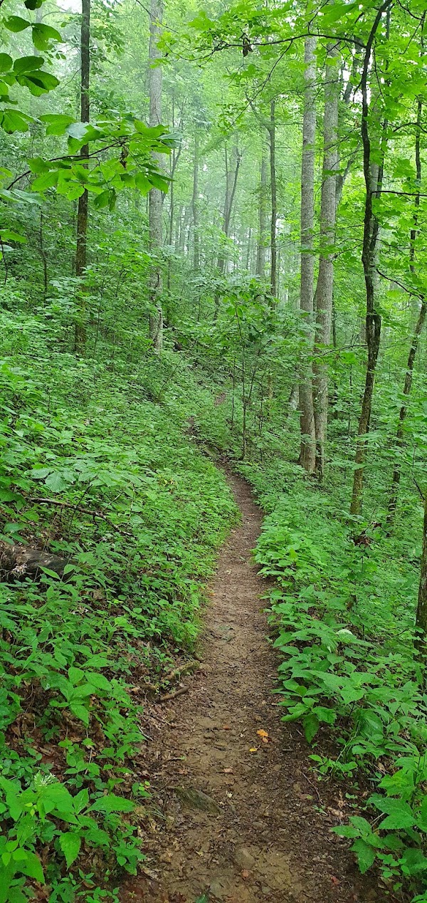Appalachian Trail in Georgia