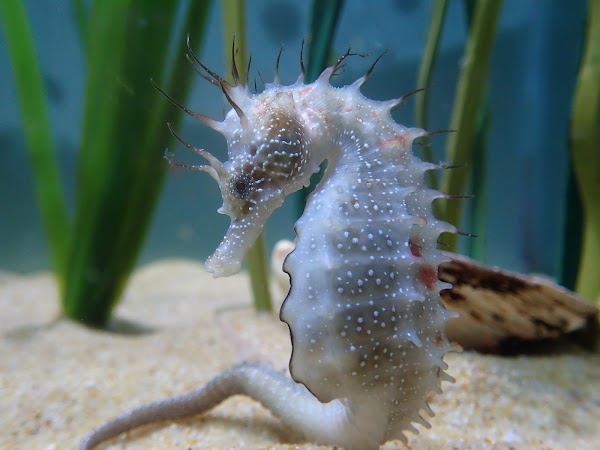 Anglesey Sea Zoo and Marine Resource Centre