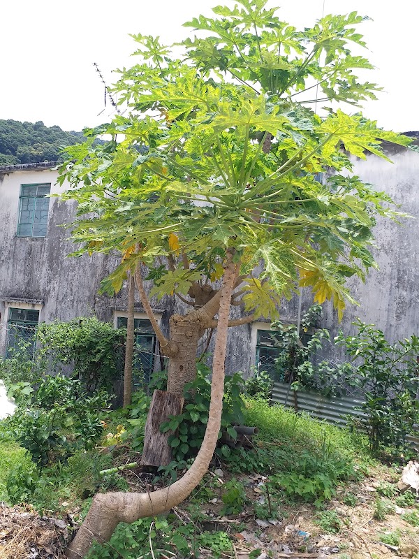Ng Tung Chai 4