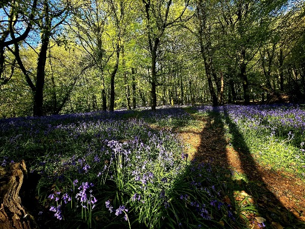 Wenallt Forest 1