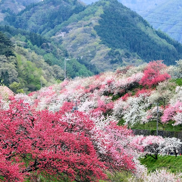 Hanamomo no Sato