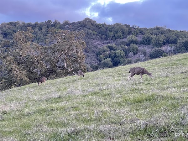 Rancho San Antonio Open Space Preserve 3