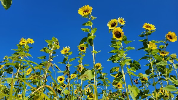 Niagara Sunflower Farm