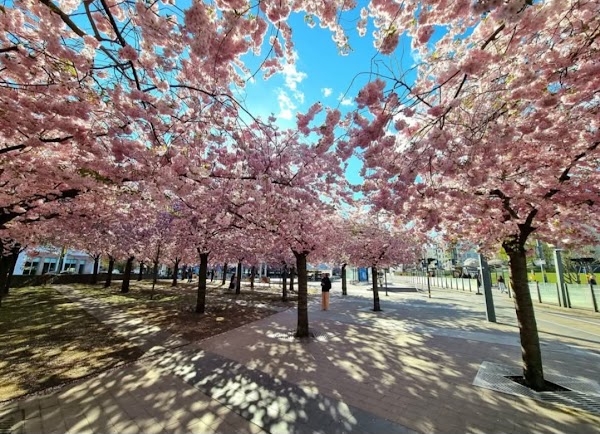 Luma Park 1