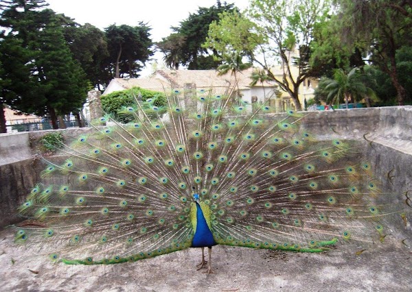 Parque Marechal Carmona 2