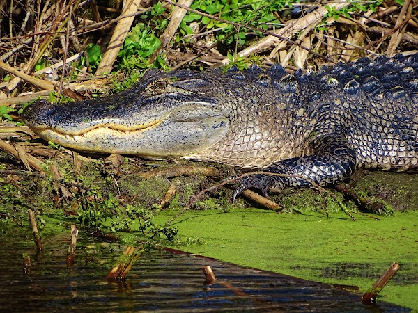 Lake Apopka Wildlife Drive 4