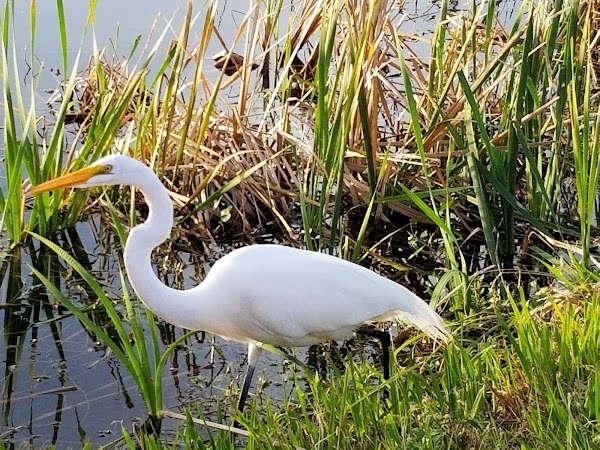 Lake Apopka Wildlife Drive 3