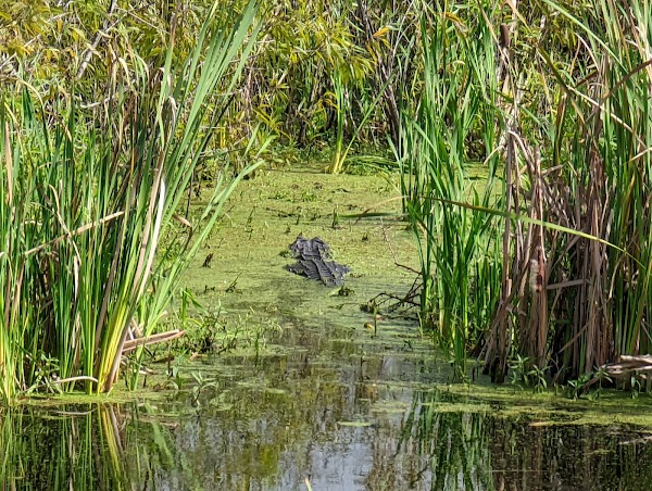 Lake Apopka Wildlife Drive 2