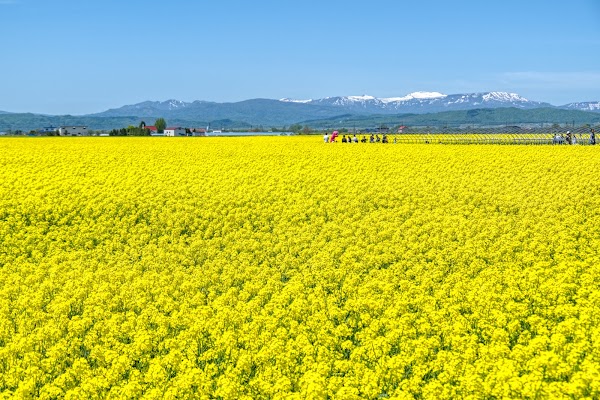 Takikawa Canola Flower Festival