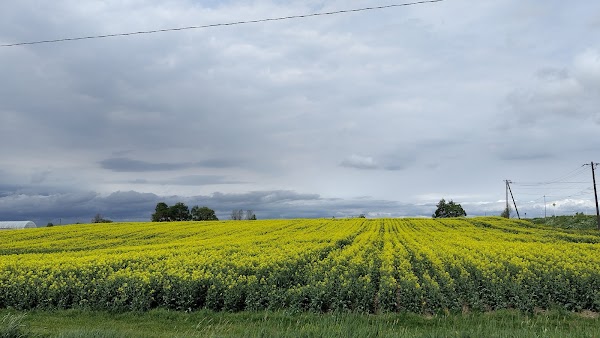 Takikawa Canola Flower Festival 5