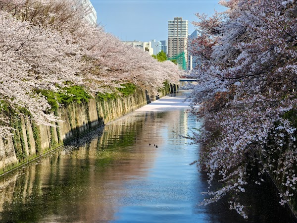 Meguro River Cherry Blossoms Promenade 5