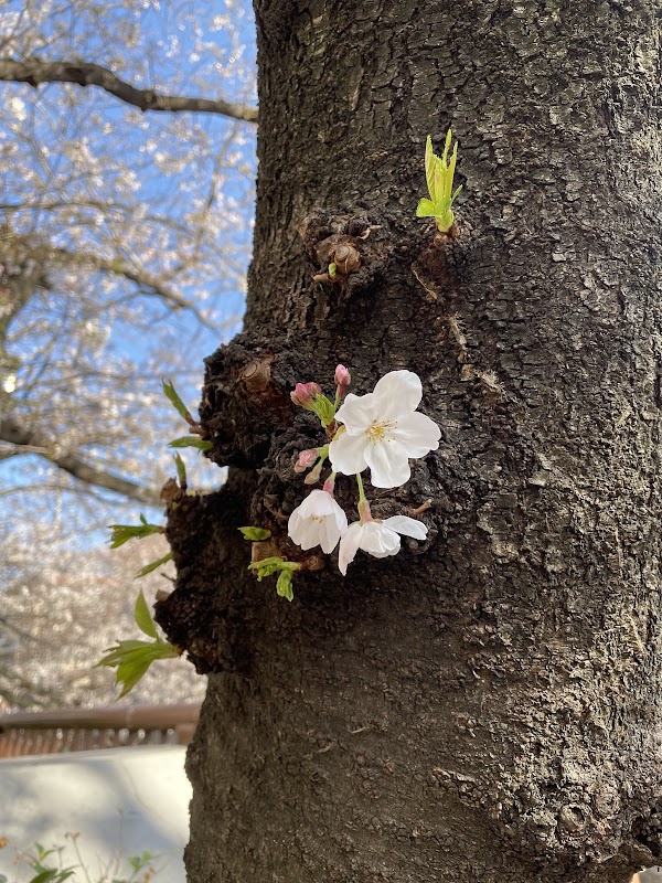 Meguro River Cherry Blossoms Promenade 4