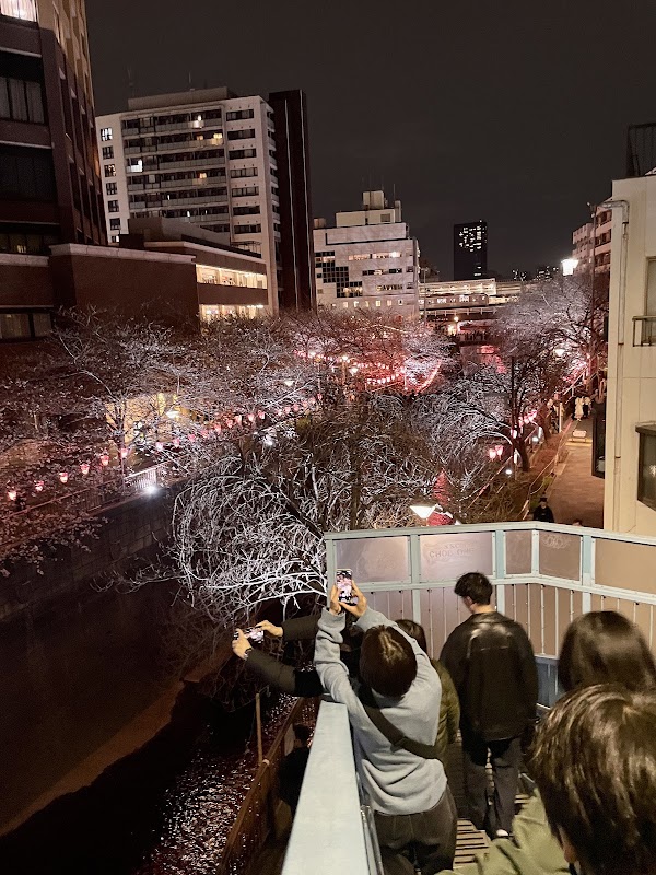 Meguro River Cherry Blossoms Promenade 2