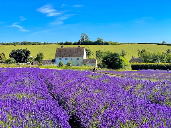 Cotswold Lavender