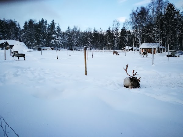 Levin Sammuntupa and Reindeer Farm 5