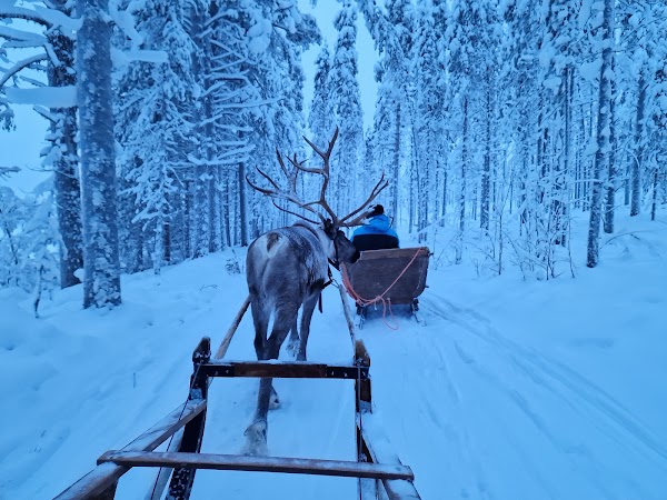 Levin Sammuntupa and Reindeer Farm 4