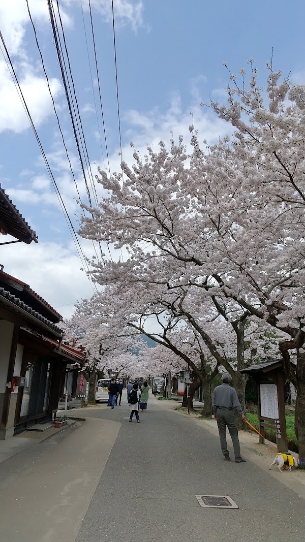 Gaisenzakura Street 1