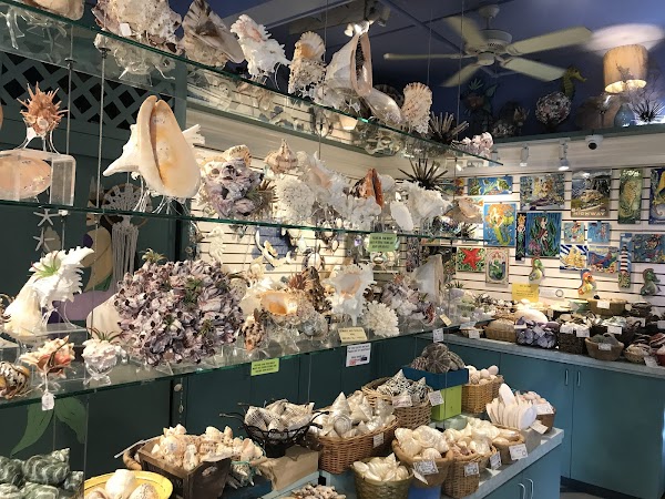 The Shell Cellar 3