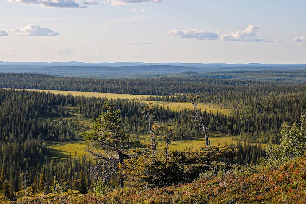 Riisitunturi National Park 4