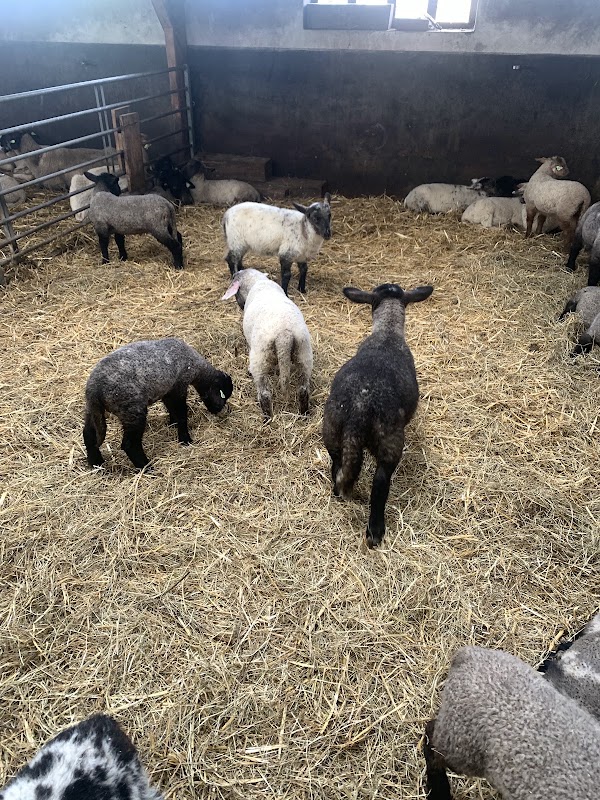 Experience Farm Schieveen