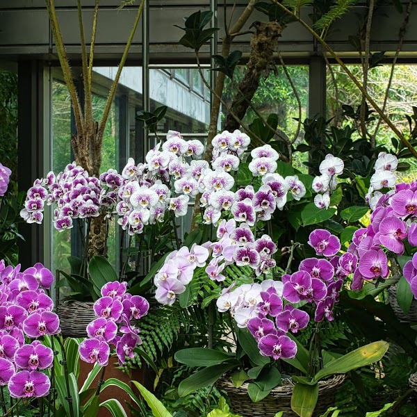Tropical Dream Center 1