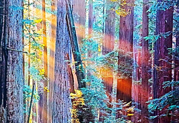Damnation Creek Trail 5