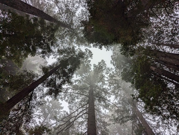 Damnation Creek Trail 4