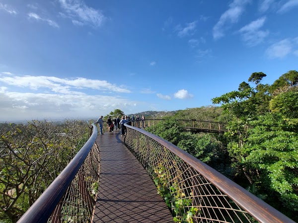 Boomslang Canopy Trail (Kirstenbosch Tree Canopy Walkway)