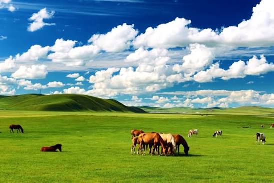 Chine