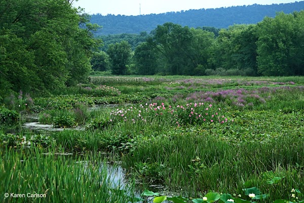 Wildwood Park 1