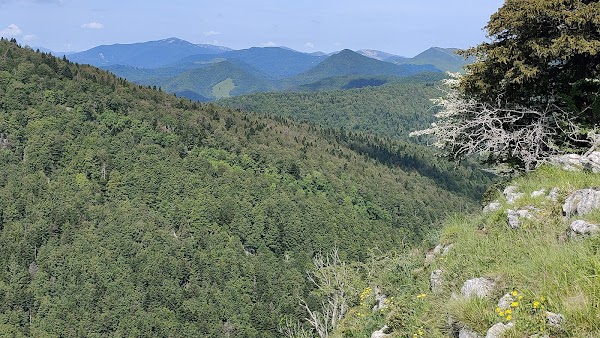 Irati Forest