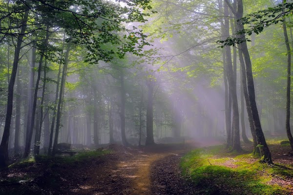 Irati Forest 5