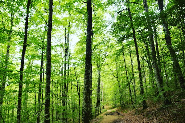Irati Forest 4