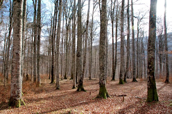 Irati Forest 3