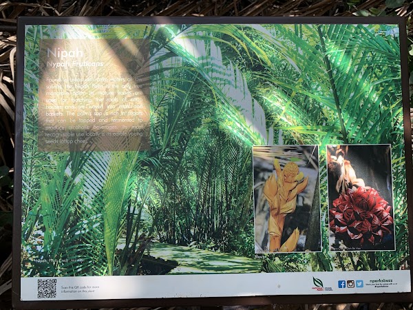Chek Jawa Trail 4