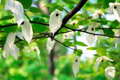 Gothenburg Botanical Garden