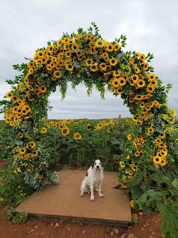 Rhossili Sunflowers 1