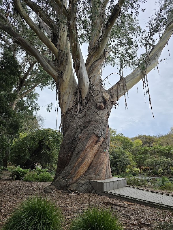 Christchurch Botanic Gardens 4