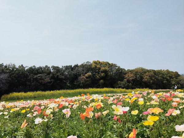 Flower Hill (Hana-no-oka) 1