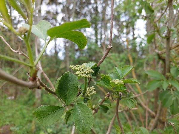 Nystrup Klitplantage 3