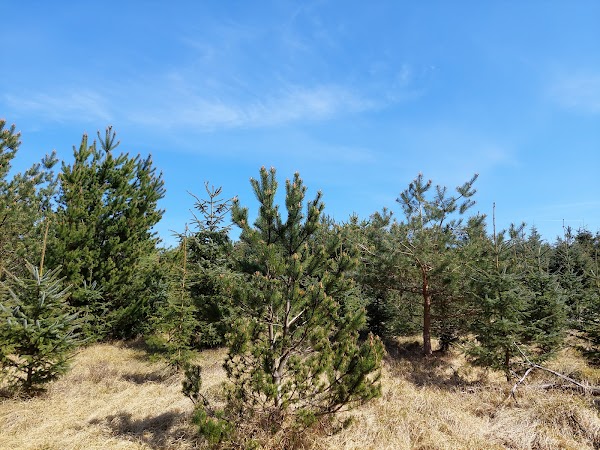 Nystrup Klitplantage 2