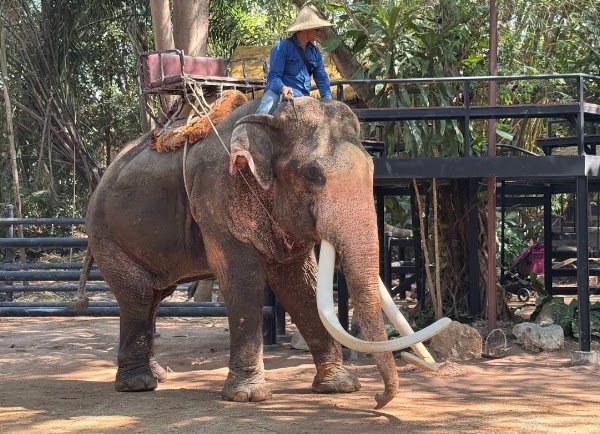 Pattaya Elephant Village 1