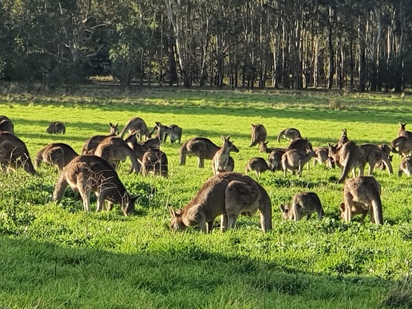 Westerfolds Park 1