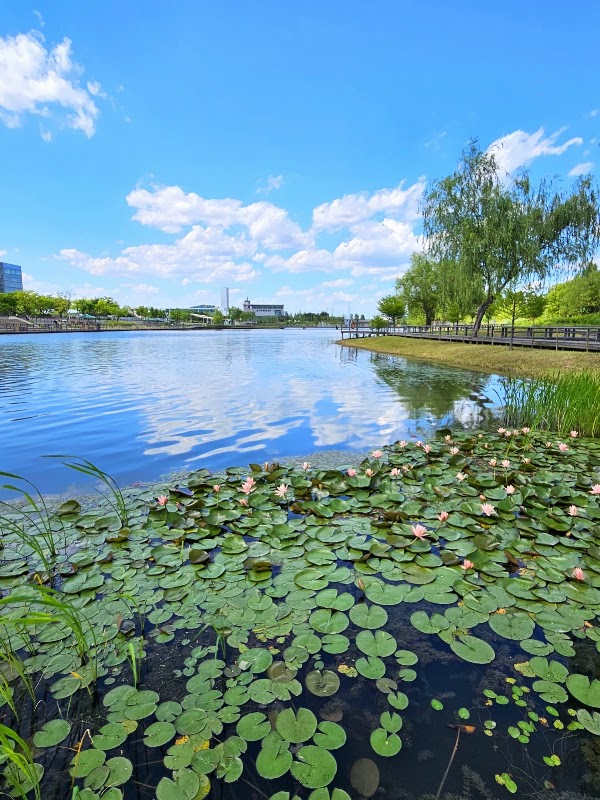 Lake Garden 3
