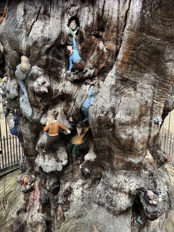 Elfin Oak