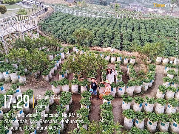Garden Berry - Petik Strawberry Sendiri 1
