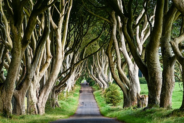 The Dark Hedges 1