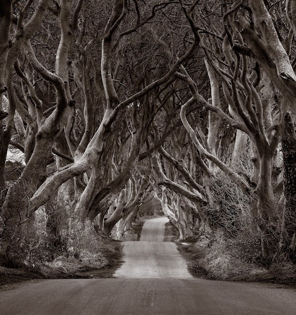 The Dark Hedges 5