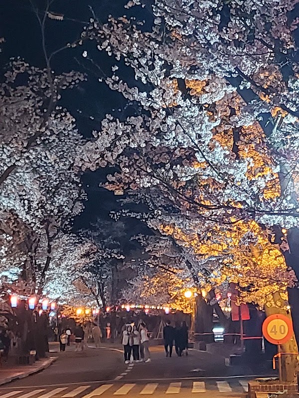 청평면 에덴벚꽃길 5